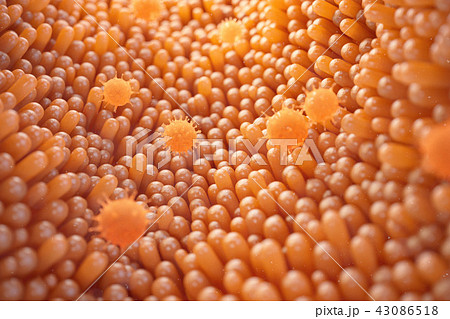 3d illustration Intestinal villi. Intestine lining. Microscopic villi and capillary. Human intestine 43086518