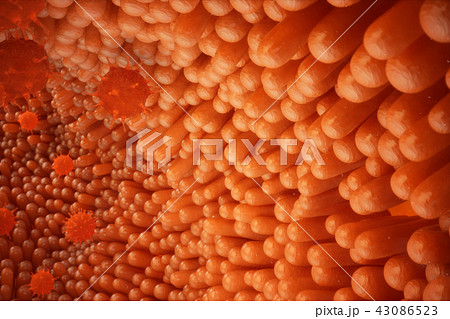 3d illustration Intestinal villi. Intestine lining. Microscopic villi and capillary. Human intestine 43086523