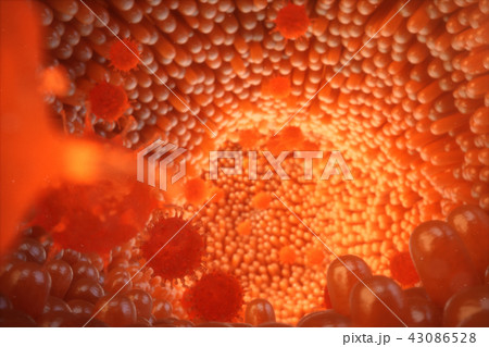 3D illustration Intestinal villi. Intestine lining. Microscopic capillary. Human intestine. Concept 3D illustration Intestinal villi. Intestine lining. Microscopic capillary. Human intestine. Concept 43086528