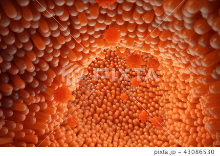 3D illustration Intestinal villi. Intestine lining. Microscopic capillary. Human intestine. Concept 43086530