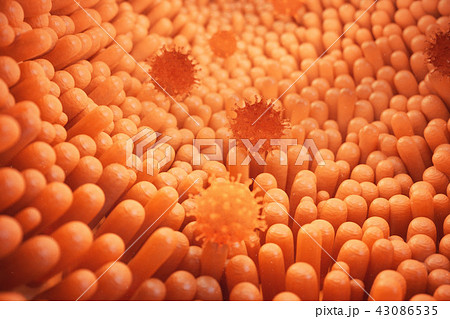 3d illustration Intestinal villi. Intestine lining. Microscopic villi and capillary. Human intestine 3d illustration Intestinal villi. Intestine lining. Microscopic villi and capillary. Human intestine 43086535