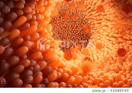 3d illustration Intestinal villi. Intestine lining. Microscopic villi and capillary. Human intestine 43086540