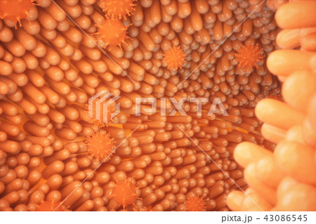 3d illustration Intestinal villi. Intestine lining. Microscopic villi and capillary. Human intestine 3d illustration Intestinal villi. Intestine lining. Microscopic villi and capillary. Human intestine 43086545