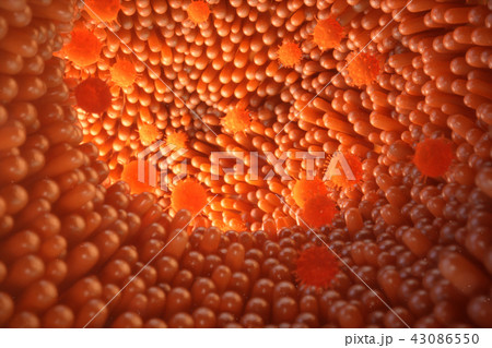 3D illustration Intestinal villi. Intestine lining. Microscopic capillary. Human intestine. Concept 43086550