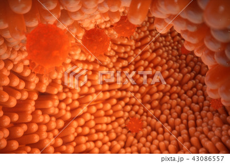 3d illustration Intestinal villi. Intestine lining. Microscopic villi and capillary. Human intestine 43086557