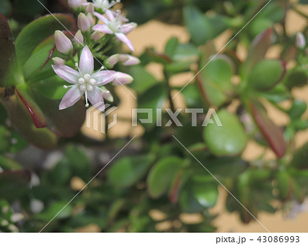 金のなる木の花 金のなる木の花 43086993