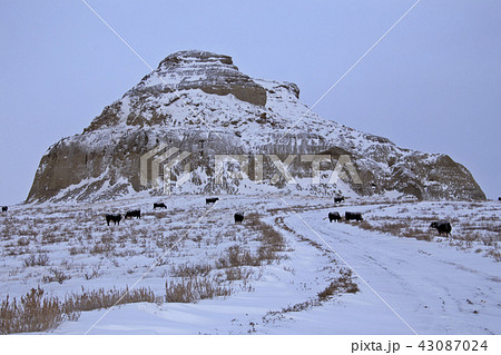 Winter Scene Saskatchewan Badlands Winter Scene Saskatchewan Badlands 43087024