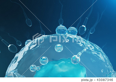 Sperm and egg cell, ovum. Native and natural fertilization - close-up view. Conception, the 43087346