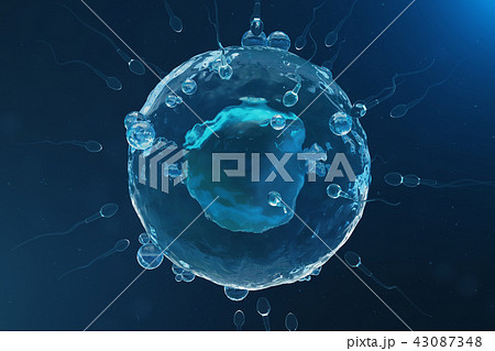 Sperm and egg cell, ovum. Native and natural fertilization - close-up view. Conception, the 43087348