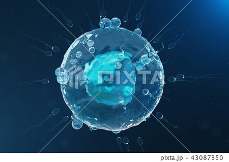 Sperm and egg cell, ovum. Native and natural fertilization - close-up view. Conception, the Sperm and egg cell, ovum. Native and natural fertilization - close-up view. Conception, the 43087350