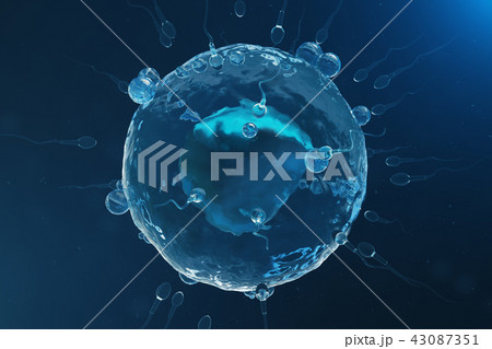 Sperm and egg cell, ovum. Native and natural fertilization - close-up view. Conception, the Sperm and egg cell, ovum. Native and natural fertilization - close-up view. Conception, the 43087351