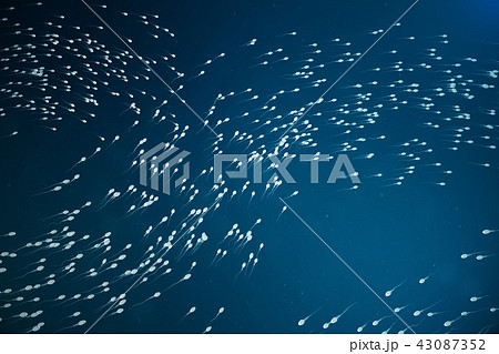 Sperm approaching egg cell, ovum. natural fertilization - close-up view. Conception, the beginning Sperm approaching egg cell, ovum. natural fertilization - close-up view. Conception, the beginning 43087352