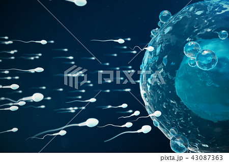 Sperm and egg cell, ovum. Native and natural fertilization - close-up view. Conception the beginning 43087363