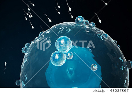 Sperm and egg cell, ovum. Native and natural fertilization - close-up view. Conception the beginning 43087367