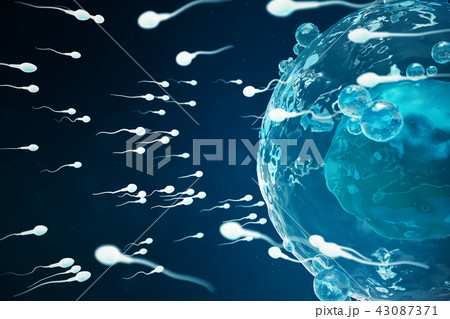 Sperm and egg cell, ovum. Native and natural fertilization - close-up view. Conception the beginning Sperm and egg cell, ovum. Native and natural fertilization - close-up view. Conception the beginning 43087371