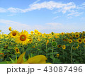 Yellow Flowers of sunflower.  43087496