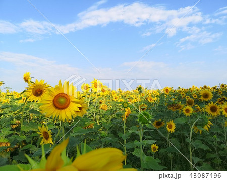 Yellow Flowers of sunflower.  43087496