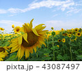 Yellow Flowers of sunflower.  43087497