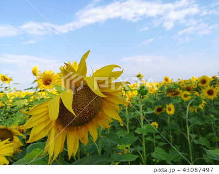 Yellow Flowers of sunflower.  43087497