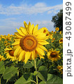 Yellow Flowers of sunflower.  43087499
