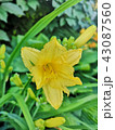 Yellow daylily flower 43087560