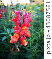 antirrhinum (Plantaginaceae)  flower 43087561