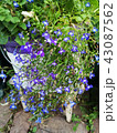 Blue small flower garden  43087562