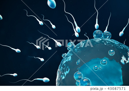 Sperm and egg cell, ovum. Native and natural fertilization - close-up view. Conception the beginning 43087571