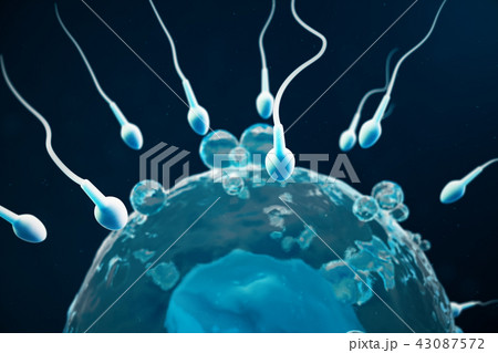 Sperm and egg cell, ovum. Native and natural fertilization - close-up view. Conception the beginning Sperm and egg cell, ovum. Native and natural fertilization - close-up view. Conception the beginning 43087572