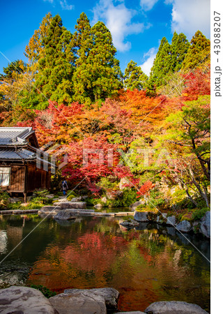 秋の湖東三山　百済寺の池 43088207