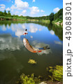 Fish on the hook. fish, fishing  43088301