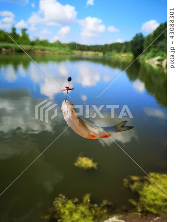 Fish on the hook. fish, fishing  43088301