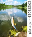 Fish on the hook. fish, fishing  43088302