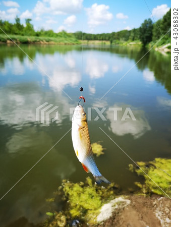 Fish on the hook. fish, fishing  43088302
