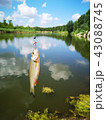 Fish on the hook. fish, fishing  43088745