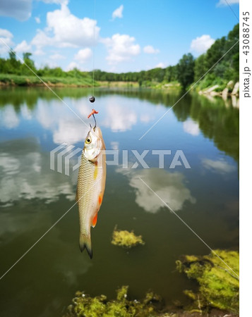 Fish on the hook. fish, fishing  43088745