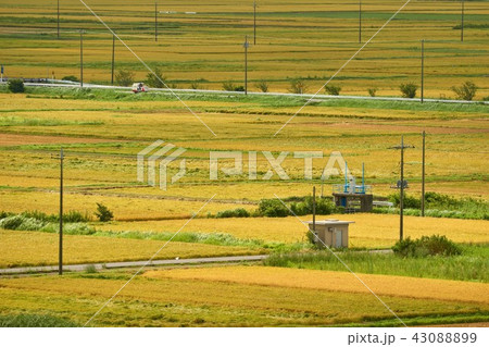 千葉県　実りの田んぼ　市原市 43088899