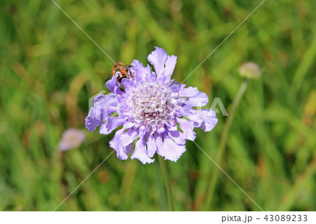 マツムシソウの花 マツムシソウの花 43089233