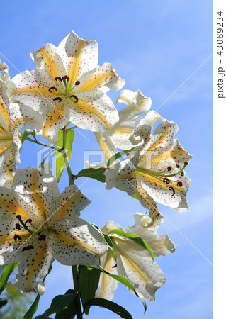ヤマユリの花 ヤマユリの花 43089234