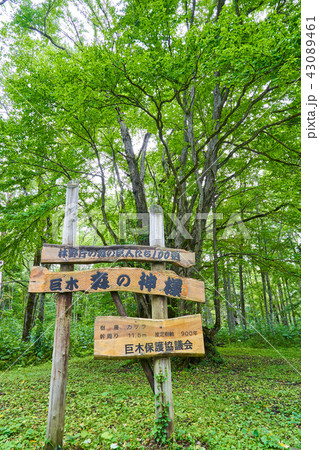 巨木 森の神様 43089461