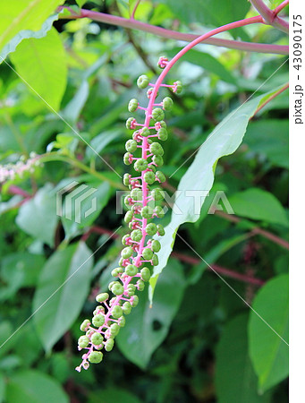 ヨウシュヤマゴボウの幼果 43090175