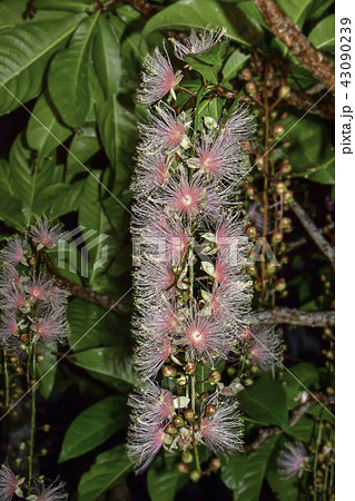 サガリバナ サガリバナ 43090239