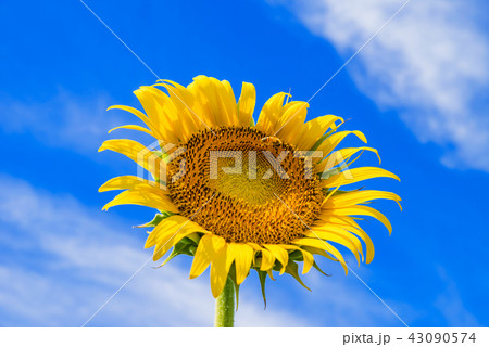 青空に向かって咲くひまわりの花 43090574