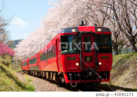 【桜のトンネル】九州横断特急(キハ185系) 肥薩線:渡~西人吉 【桜のトンネル】九州横断特急(キハ185系) 肥薩線:渡~西人吉 43091171