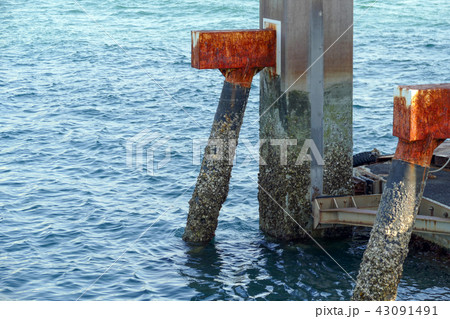 港とフジツボ 43091491