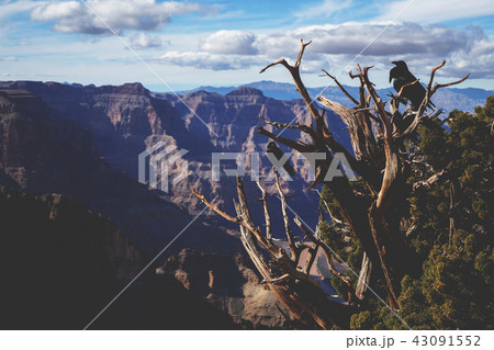 Wildlife in Grand Canyon in USA 43091552