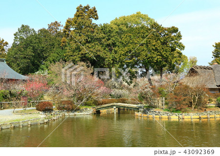 京都 梅宮大社 梅の花 京都 梅宮大社 梅の花 43092369