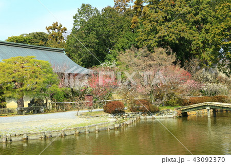 京都　梅宮大社　梅の花 43092370