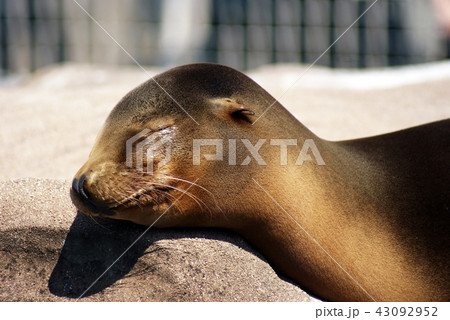 あしか 画像 ピングー アシカ 画像