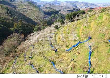 和歌山みなべ梅林　梅の花 43093185